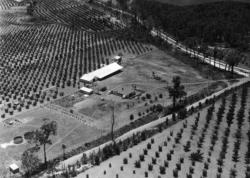 Karintha Orchards from the air